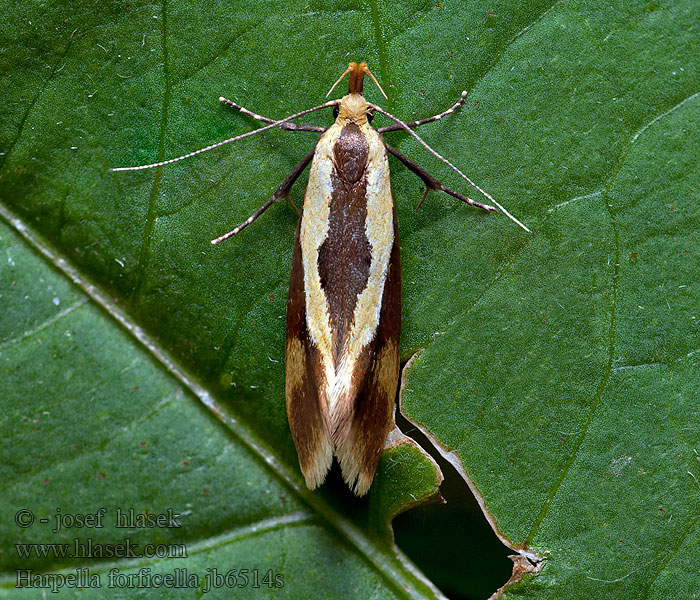 Harpella forficella