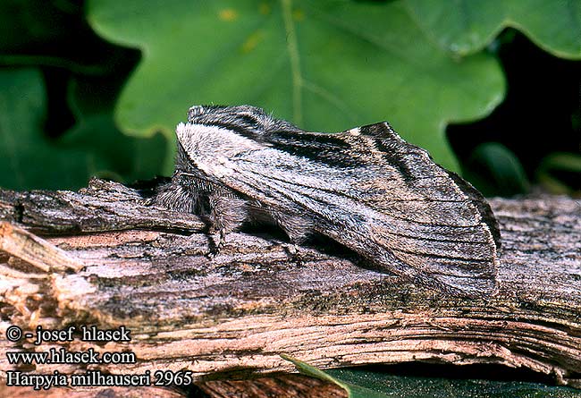 Harpyia milhauseri Tawny Prominent Milhausers Eichenhochwald-Rindenspinner Pergament-Zahnspinner Hřbetozubec Milhauserův Harpyia milhauseri Saksantammihammaskehrääjä Dragon Draak  Slėptinukas Wojnica swarożyca Chochlatka Milhauserova Trollspinnare Pergament-púposszövő Хохлатка Мильгаузера