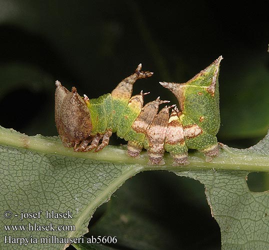 Pergament-púposszövő Хохлатка Мильгаузера Harpyia milhauseri Tawny Prominent Milhausers Eichenhochwald-Rindenspinner Pergament-Zahnspinner Hřbetozubec Milhauserův Harpyia milhauseri Saksantammihammaskehrääjä Dragon Draak Slėptinukas Wojnica swarożyca Chochlatka Milhauserova Trollspinnare