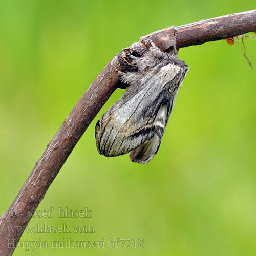 Trollspinnare Pergament-púposszövő Хохлатка Мильгаузера Harpyia milhauseri Tawny Prominent Milhausers Eichenhochwald-Rindenspinner Pergament-Zahnspinner Hřbetozubec Milhauserův Saksantammihammaskehrääjä Dragon Draak Slėptinukas Wojnica swarożyca Chochlatka Milhauserova