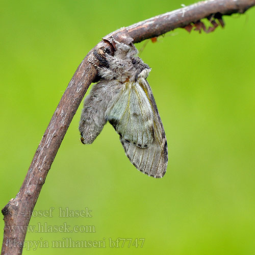 Pergament-púposszövő Хохлатка Мильгаузера Harpyia milhauseri Tawny Prominent Milhausers Eichenhochwald-Rindenspinner Pergament-Zahnspinner Hřbetozubec Milhauserův Saksantammihammaskehrääjä Dragon Draak Slėptinukas Wojnica swarożyca Chochlatka Milhauserova Trollspinnare