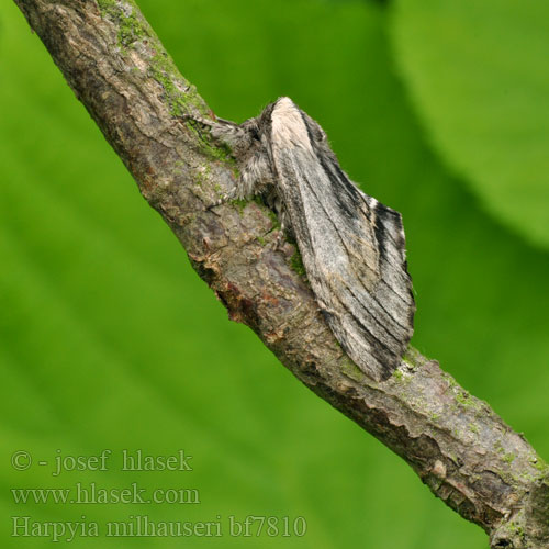 Хохлатка Мильгаузера Harpyia milhauseri Tawny Prominent Milhausers Eichenhochwald-Rindenspinner Pergament-Zahnspinner Hřbetozubec Milhauserův Saksantammihammaskehrääjä Dragon Draak Slėptinukas Wojnica swarożyca Chochlatka Milhauserova Trollspinnare Pergament-púposszövő