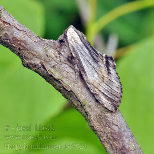 Harpyia milhauseri Tawny Prominent Milhausers Eichenhochwald-Rindenspinner Pergament-Zahnspinner Hřbetozubec Milhauserův Saksantammihammaskehrääjä Dragon Draak Slėptinukas Wojnica swarożyca Chochlatka Milhauserova Trollspinnare Pergament-púposszövő Хохлатка Мильгаузера