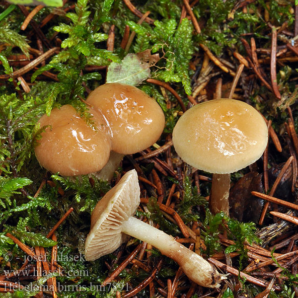 Heller Wurzelfälbling Liten rotreddiksopp Dvergreddiksopp Гебелома углелюбивая Liten fränskivling Hebeloma birrus Slzivka třásnitá Rodslående tåreblad Oluttympönen