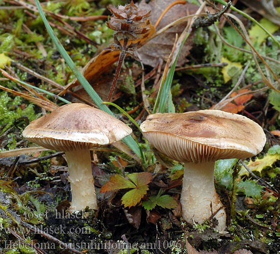 Hebeloma crustuliniforme Slzivka oprahlá obyčajná