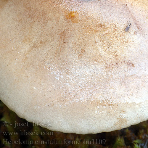 Hebeloma crustuliniforme am1109