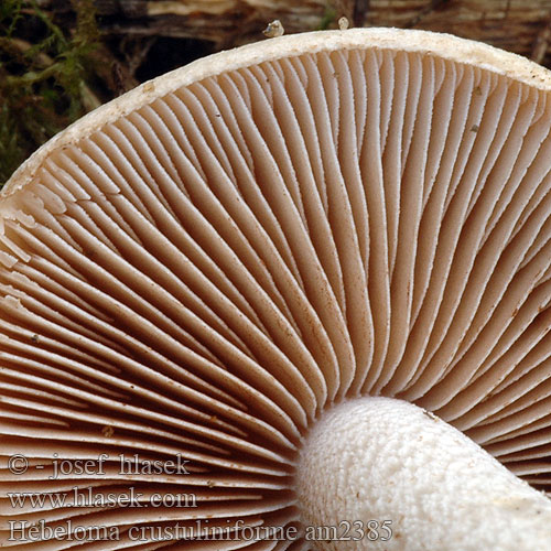 Slzivka oprahlá obyčajná Poison Pie Poisonpie Fairy-cake Mushroom