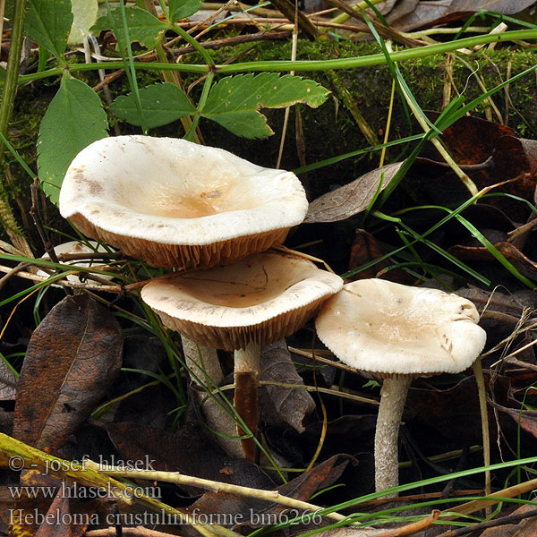 Poison Pie Poisonpie Fairy-cake Mushroom Tongrauer Fälbling