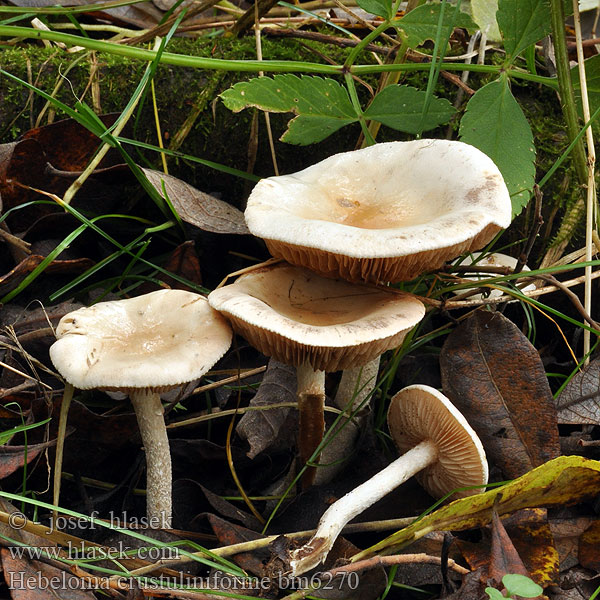 Tongrauer Fälbling Tonblasser Tränen-Fälbling