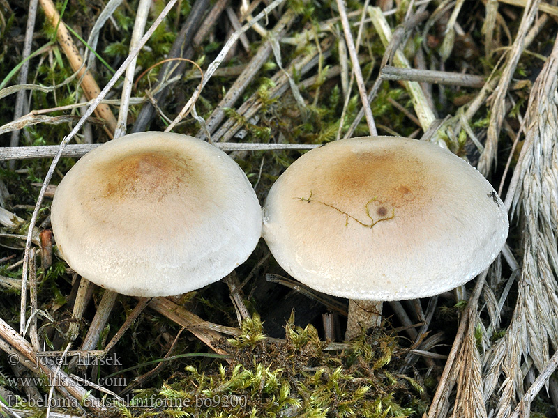 Hebeloma_crustuliniforme_bo9200