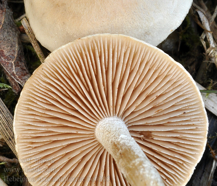 Hebeloma_crustuliniforme_bo9205