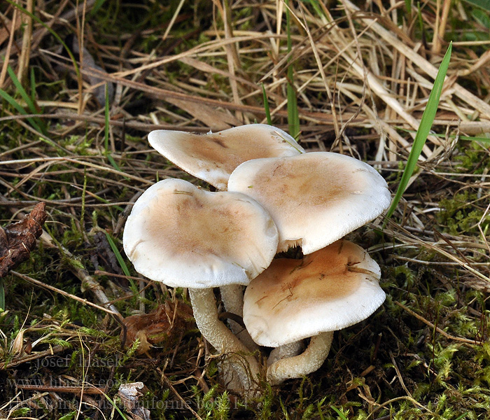 Hebeloma crustuliniforme Tongrauer Fälbling Tonblasser