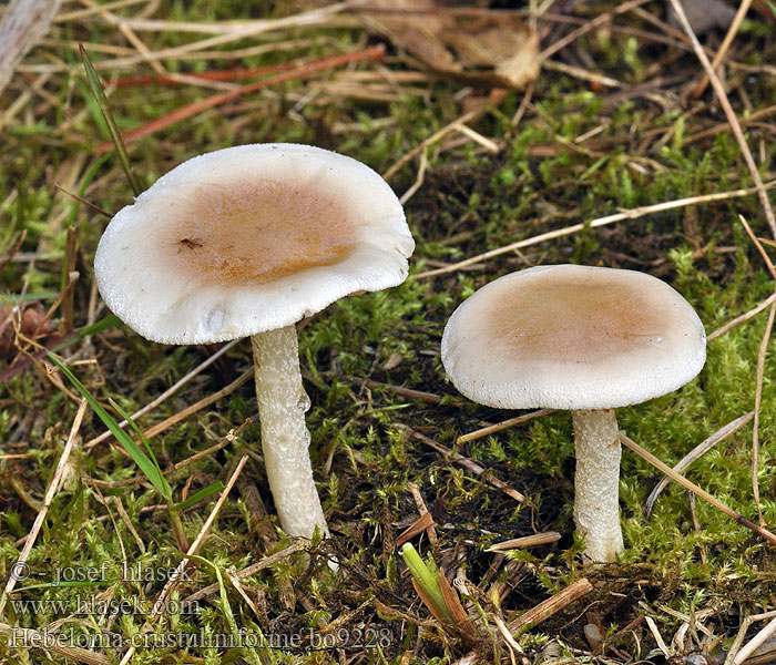 Hebeloma crustuliniforme Almindelig tåreblad Tårfränskivling