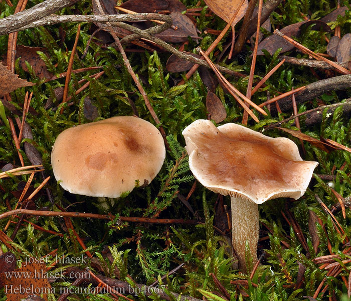 Hebeloma incarnatulum Slzivka dlouhotřenná Langstieliger Fälbling Mossfränskivling Sammaltympönen Hébélome incarnat Høy reddiksopp