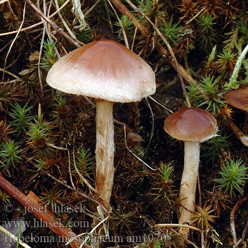 Hebeloma mesophaeum Veiled Poisonpie Slzivka opásaná Slzivka hnedá Lerbrun tåreblad Dunkelscheibiger Fälbling Włośnianka brunatna Slørreddiksopp Sötétlábú fakógomba Tummalakitympönen Hébélome centre brun Tweekleurige Vaalhoed Гебелома буросрединная Diskfränskivling