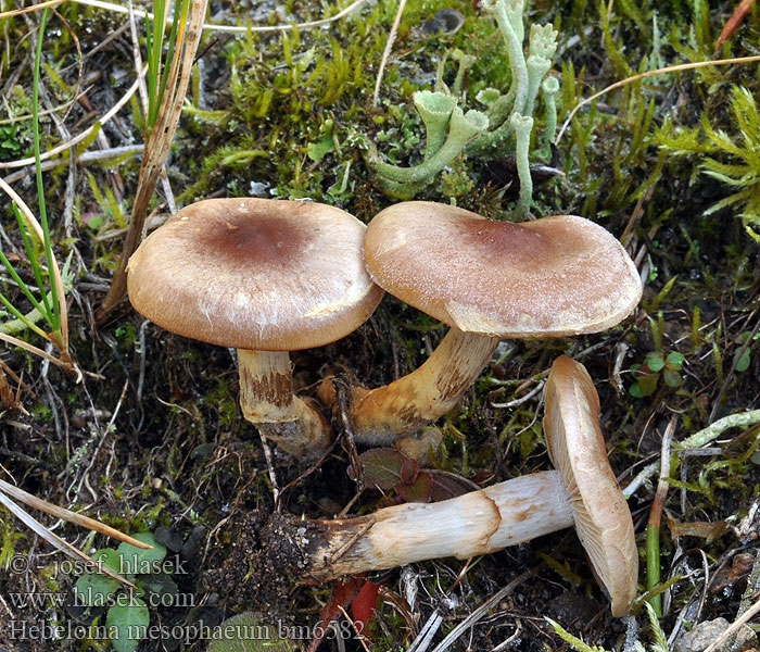 Diskfränskivling Hebeloma mesophaeum Veiled Poisonpie Slzivka opásaná Slzivka hnedá Lerbrun tåreblad Dunkelscheibiger Fälbling Włośnianka brunatna Slørreddiksopp Sötétlábú fakógomba Tummalakitympönen Hébélome centre brun Tweekleurige Vaalhoed Гебелома буросрединная