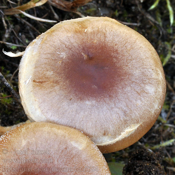 Hebeloma mesophaeum bm6584