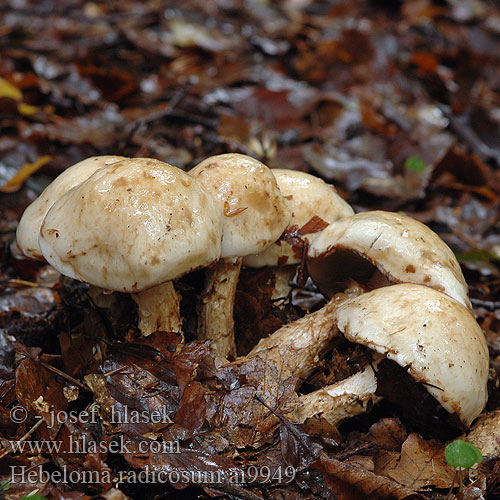 Hebeloma radicosum Slzivka kořenující kořenatá Hébélome radicant Rooting Poisonpie Wurzelfälbling Wurzelnder Fälbling Pælerods-tåreblad Geringde vaalhoed Włośnianka korzeniasta ナガエノスギタケ Гебелома корневая Slzivka koreňujúca Korenasta medlenka 