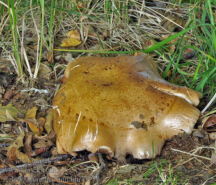 Geringde vaalhoed Włośnianka korzeniasta ナガエノスギタケ Гебелома корневая Slzivka koreňujúca Korenasta medlenka Hebeloma radicosum Slzivka kořenující kořenatá Hébélome radicant Rooting Poisonpie Wurzelfälbling Wurzelnder Fälbling Pælerods-tåreblad