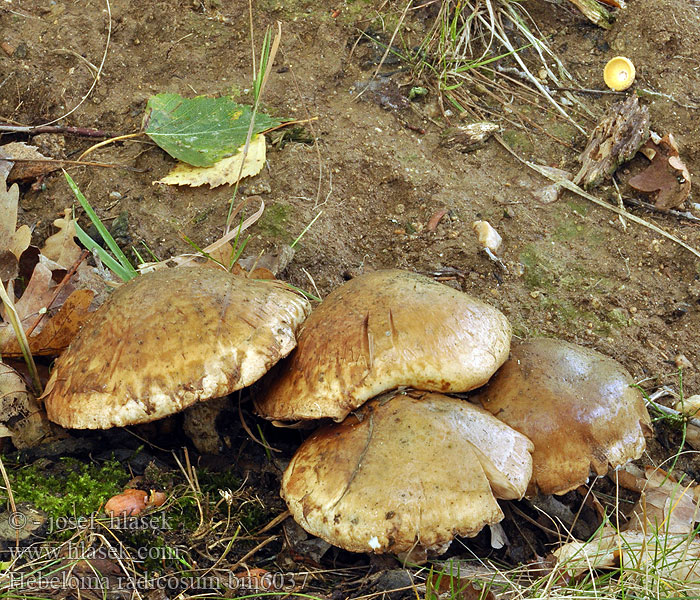 Pælerods-tåreblad Geringde vaalhoed Włośnianka korzeniasta ナガエノスギタケ Гебелома корневая Slzivka koreňujúca Korenasta medlenka Slzivka kořenující kořenatá Hébélome radicant Rooting Poisonpie Hebeloma radicosum Wurzelfälbling Wurzelnder Fälbling