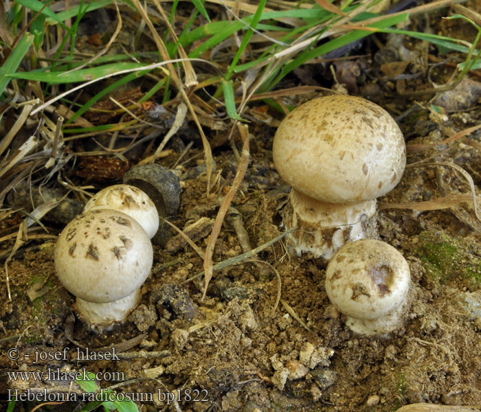 Hebeloma radicosum bp1822