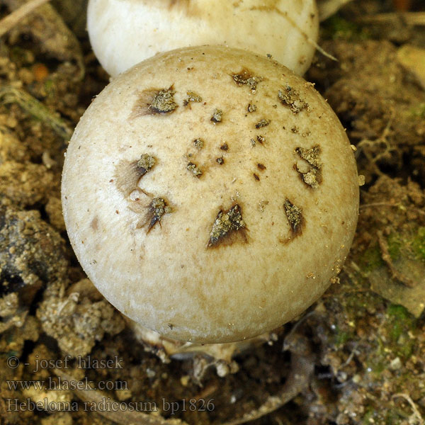 Hebeloma radicosum Slzivka koreňujúca Korenasta medlenka Slzivka kořenující kořenatá Hébélome radicant Rooting Poisonpie Wurzelfälbling Wurzelnder Fälbling Pælerods-tåreblad Geringde vaalhoed Włośnianka korzeniasta