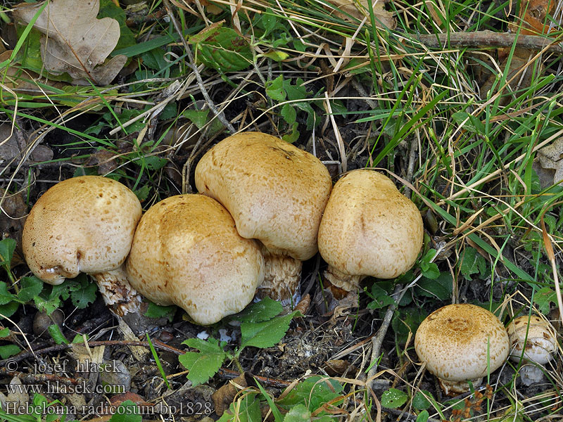 Hebeloma radicosum Slzivka kořenující kořenatá Hébélome radicant Rooting Poisonpie Wurzelfälbling Wurzelnder Fälbling Pælerods-tåreblad Geringde vaalhoed Włośnianka korzeniasta