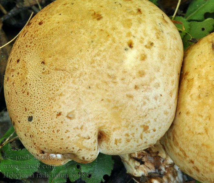 Hebeloma radicosum Hébélome radicant Rooting Poisonpie Wurzelfälbling Wurzelnder Fälbling Pælerods-tåreblad Geringde vaalhoed Włośnianka korzeniasta