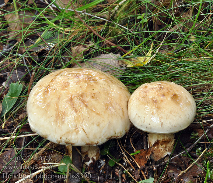 Hebeloma radicosum Pælerods-tåreblad Geringde vaalhoed