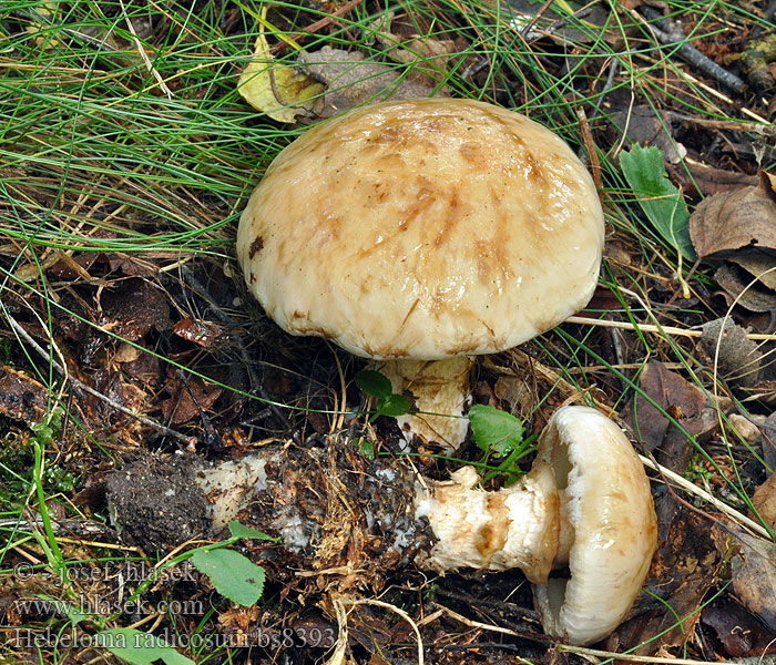 Hebeloma radicosum Włośnianka korzeniasta ナガエノスギタケ Гебелома корневая