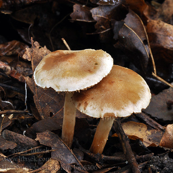 Hebeloma sacchariolens Sweet Poisonpie Doftfränskivling