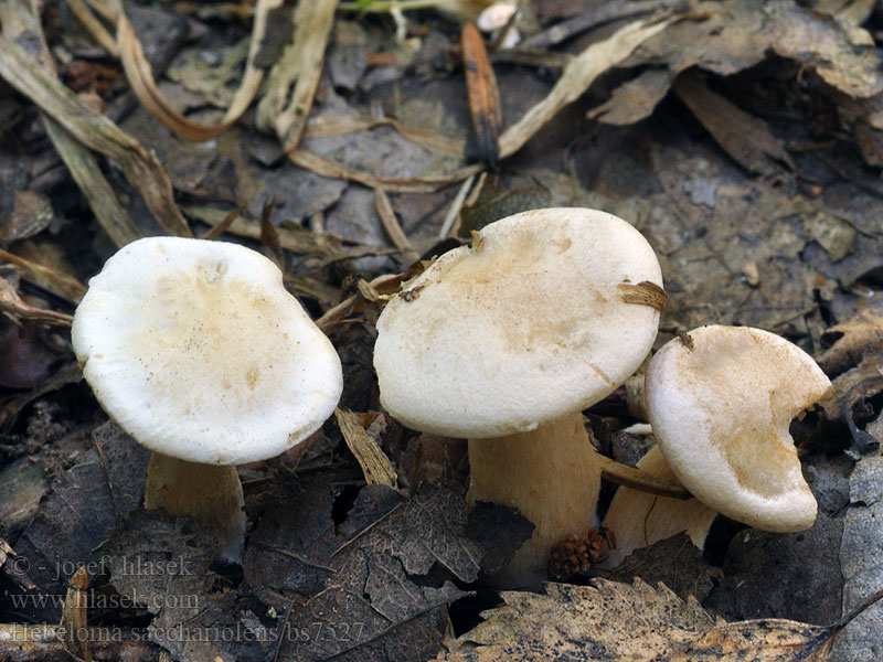 Hebeloma_sacchariolens_bs7527