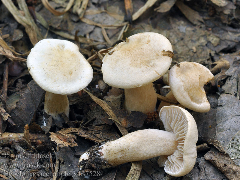 Hebeloma_sacchariolens_bs7528