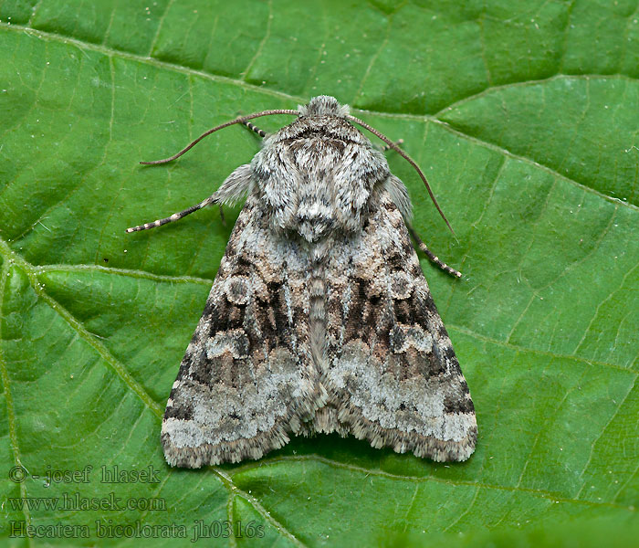 Mora horčíková Noctuelle sereine Hecatera bicolorata