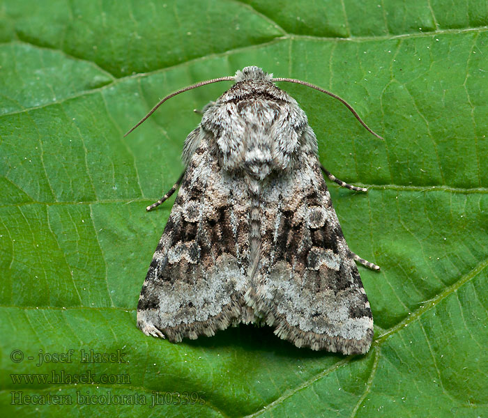 Korbblütler-Haldeneule Broad-barred White Hecatera bicolorata