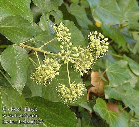 Hedera helix English ivy Vedbend Muratti Lierre Gewone klimop