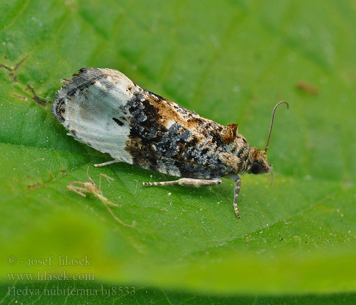 Hedya nubiferana Marbled Orchard Tortrix Green Budworm Moth