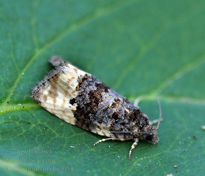 Hedya pruniana Obaleč střemchový Plum Tortrix Obaľovač trnkový