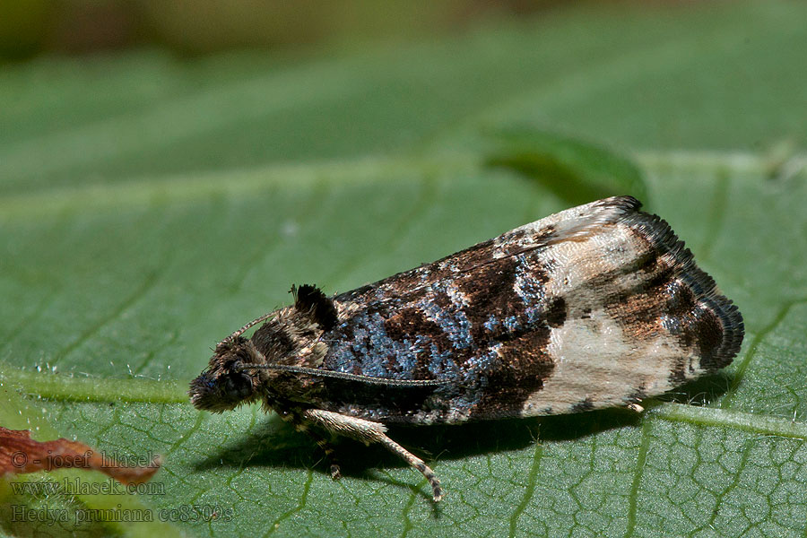 Plum Tortrix Hedya pruniana