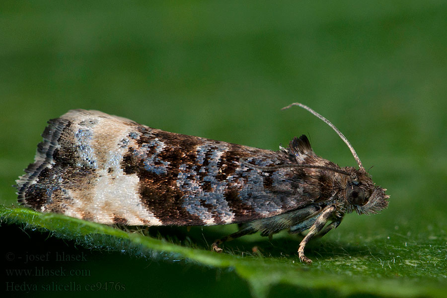 Hedya pruniana Obaleč střemchový Plum Tortrix Obaľovač trnkový