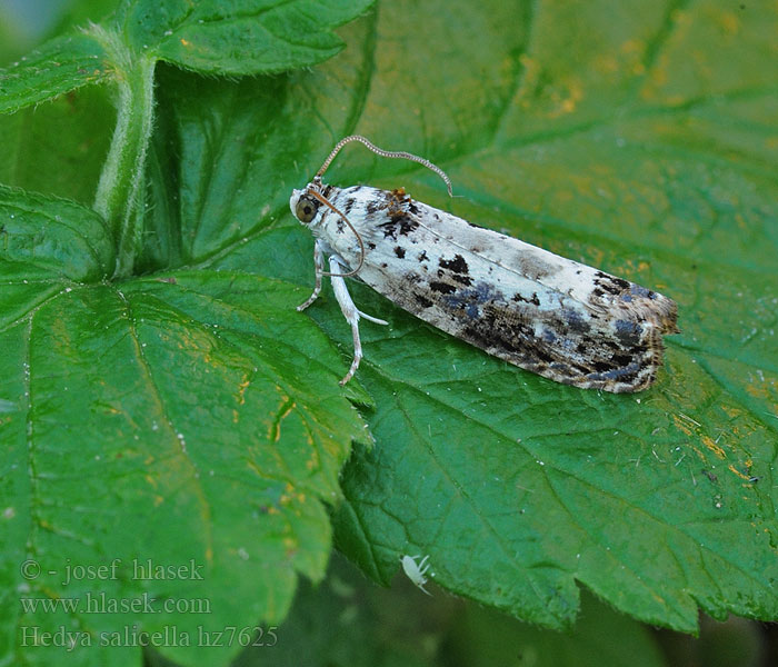 Hedya salicella Pinguintje