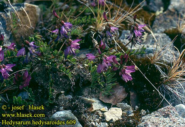 Hedysarum hedysaroides Alpine french honeysuckle Alpen-süßklee