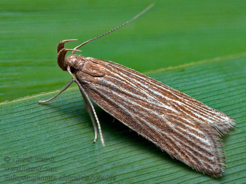 Helcystogramma albinervis Fehérerű lápimoly