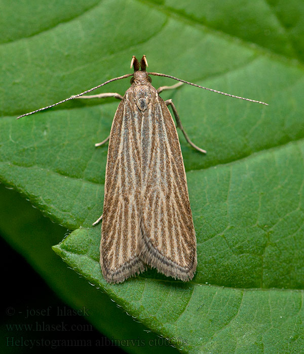 Helcystogramma albinervis