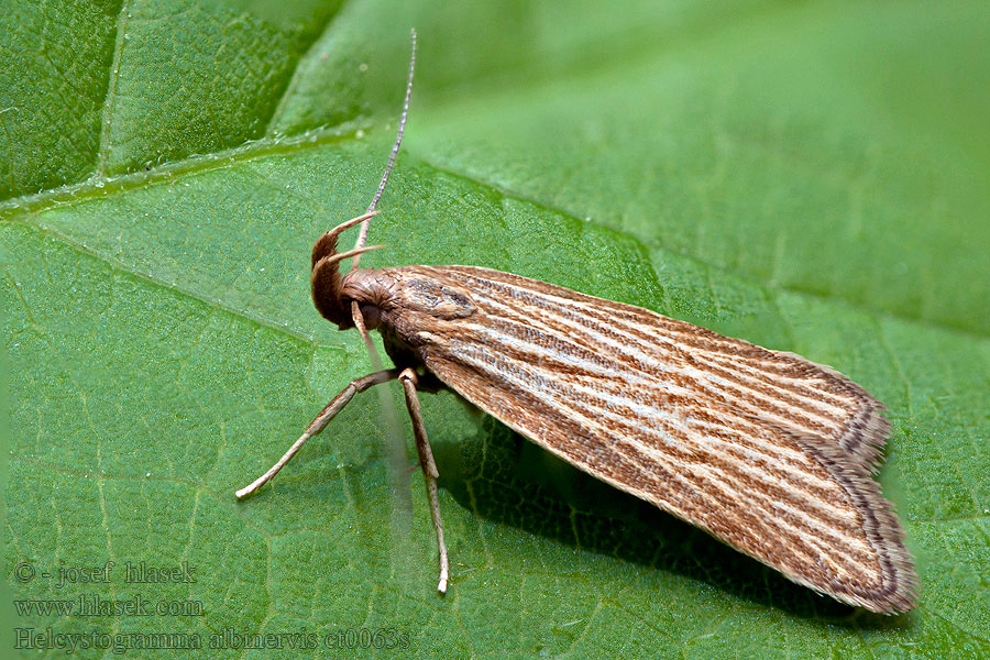 Helcystogramma albinervis