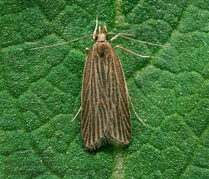 Helcystogramma albinervis