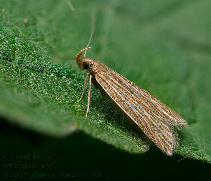 Helcystogramma albinervis