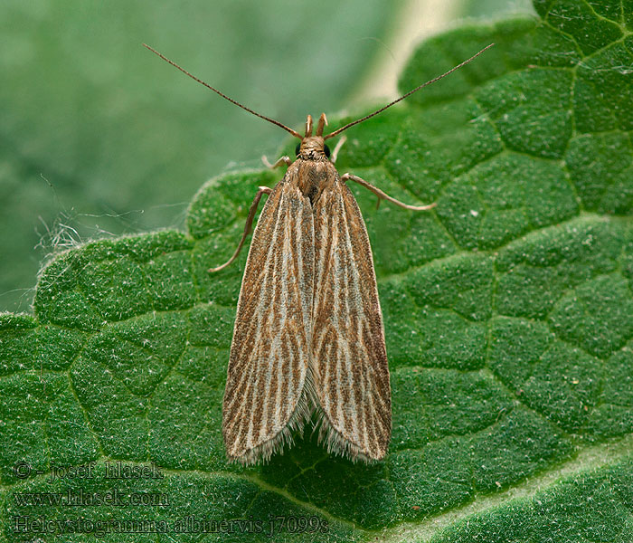 Helcystogramma albinervis