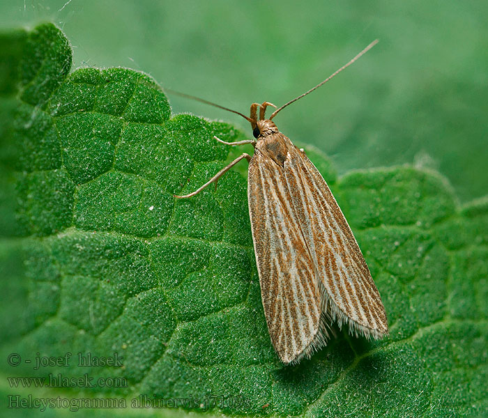 Helcystogramma albinervis