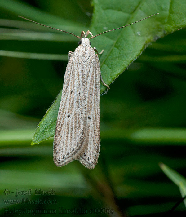 Helcystogramma lineolella Aderstreifiger Reitgras-Palpenfa Psota rúbanisková